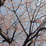 Sakura at Ueno Park – The cherry trees